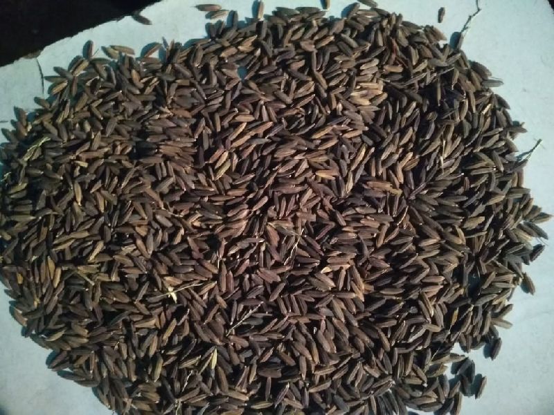 Hybrid Black Paddy Seeds