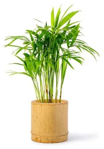 Bamboo Flower POT