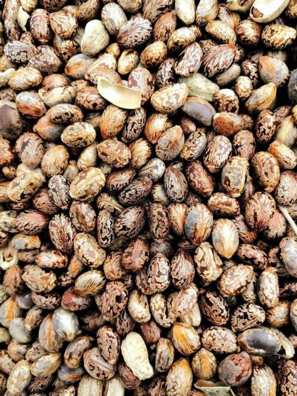 Castor Seeds