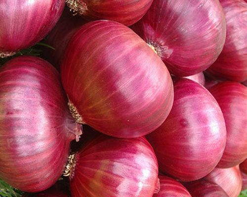 A Grade Red Onion