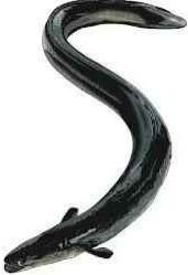 Fresh Black Eel Fish