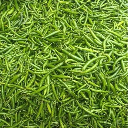 A Grade Gauri Green Chilli