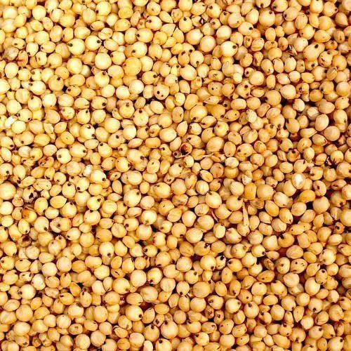 Sorghum Millet Seeds