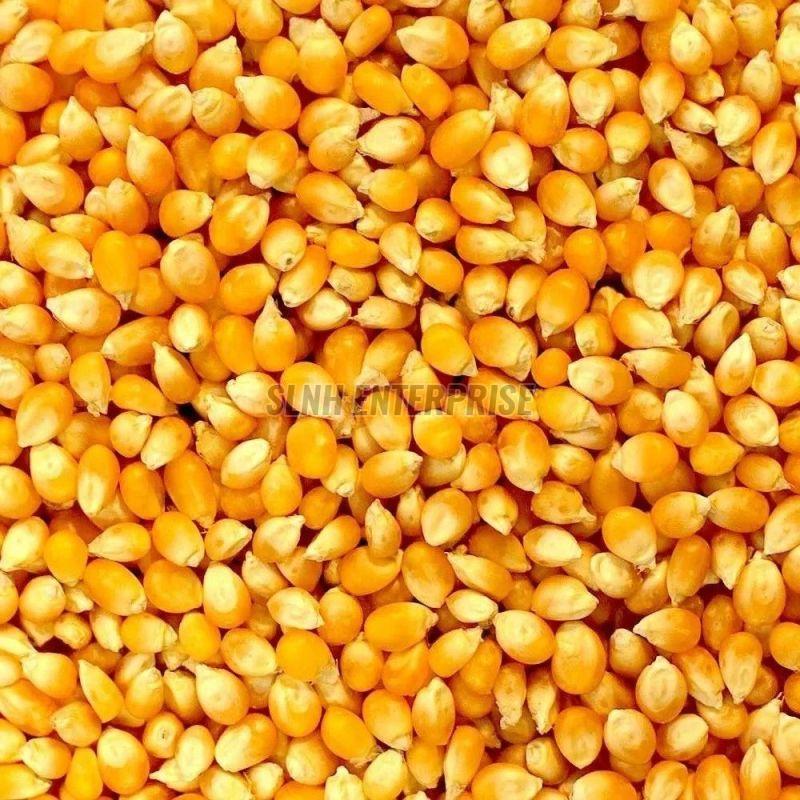 Dried Yellow Corn