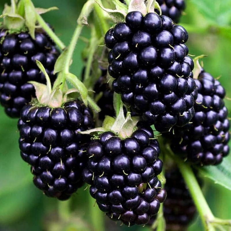 Fresh Blackberry