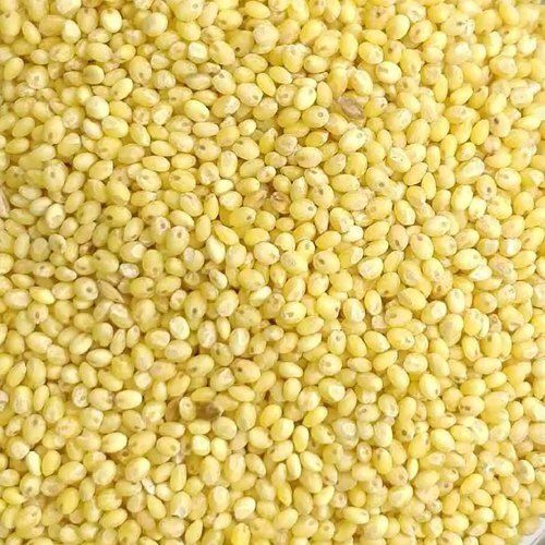 Yellow Millets