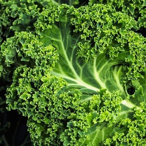 Frozen Kale