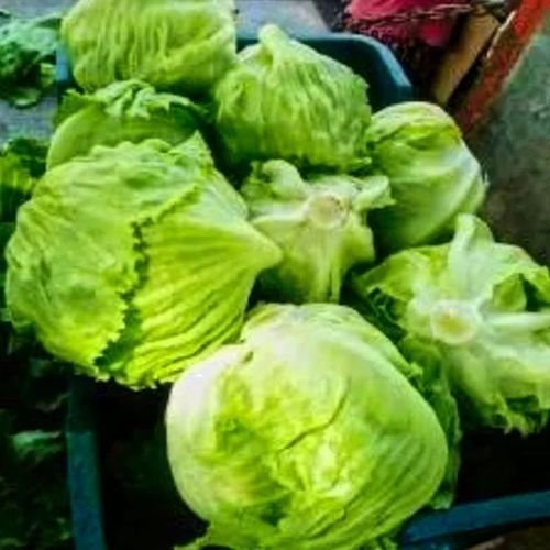 Frozen Lettuce