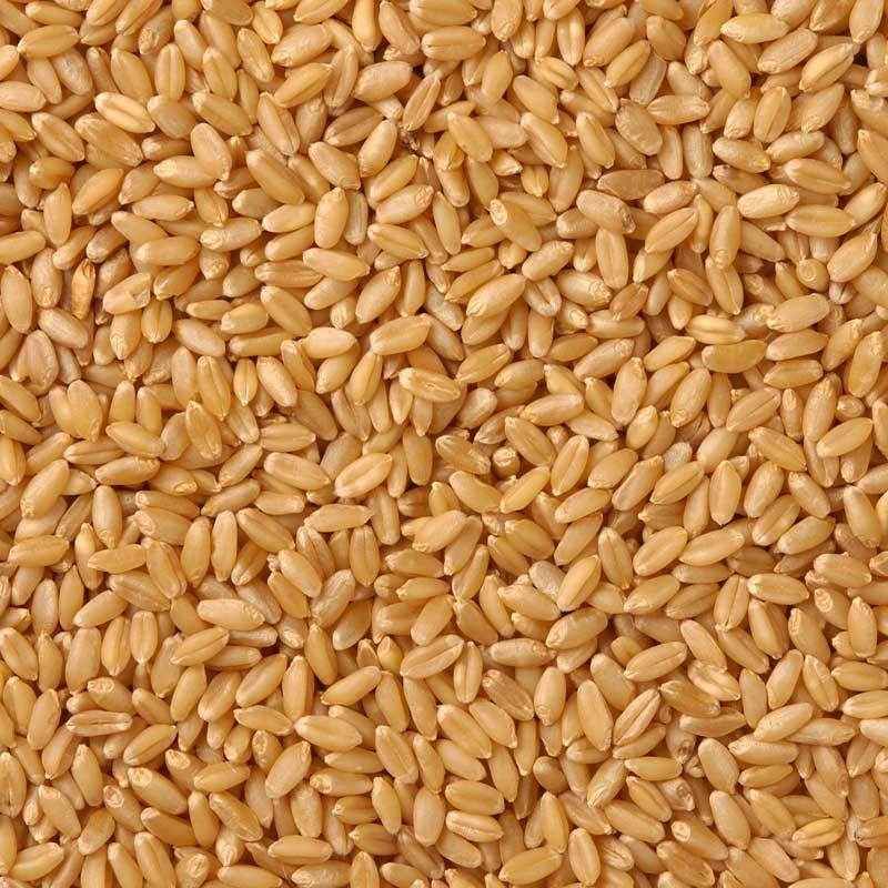 Cereal Grains