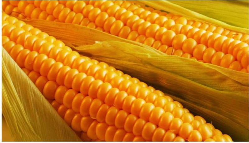 Yellow Natural Corn Maize