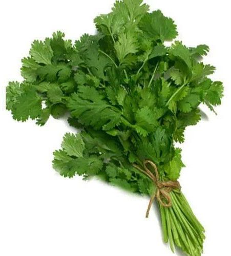 Green Fresh Coriander Leaves
