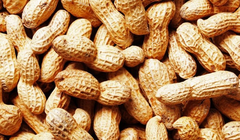 Bold Groundnut