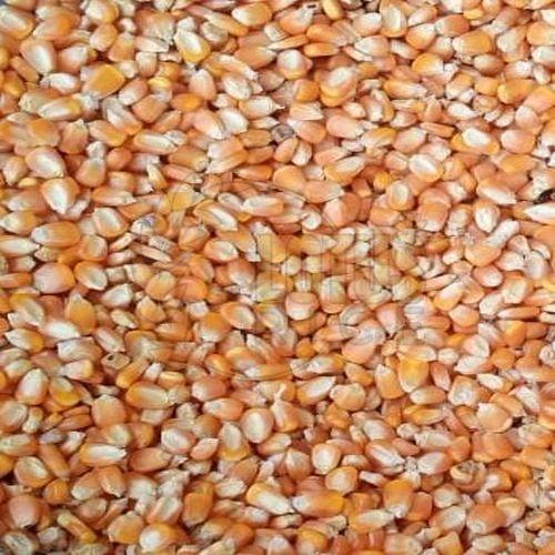 B Grade Maize Seeds