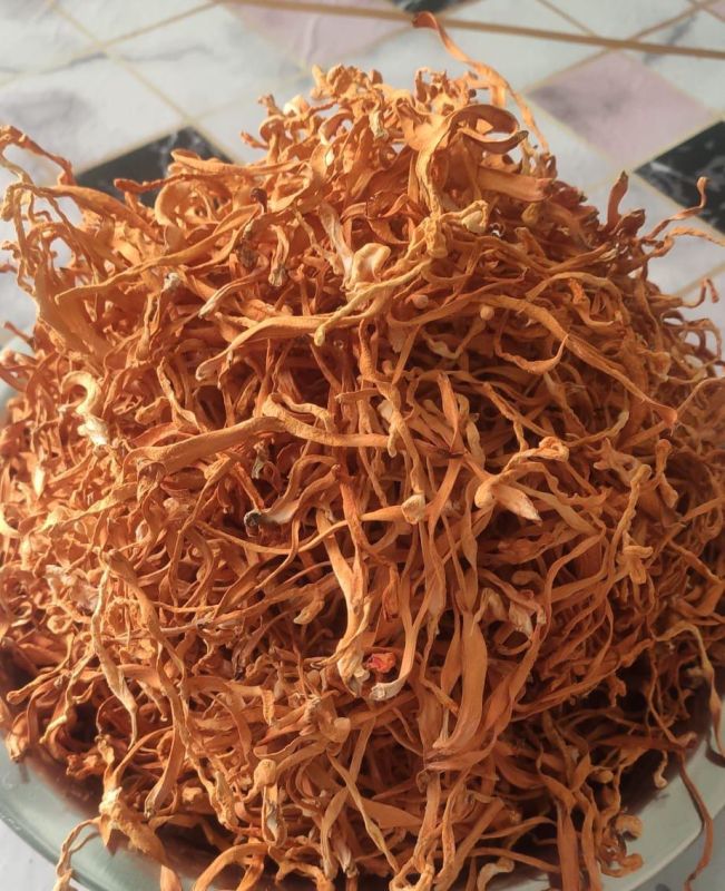 Cordyceps Militaris Mushroom