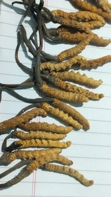 Natural Cordyceps Sinensis