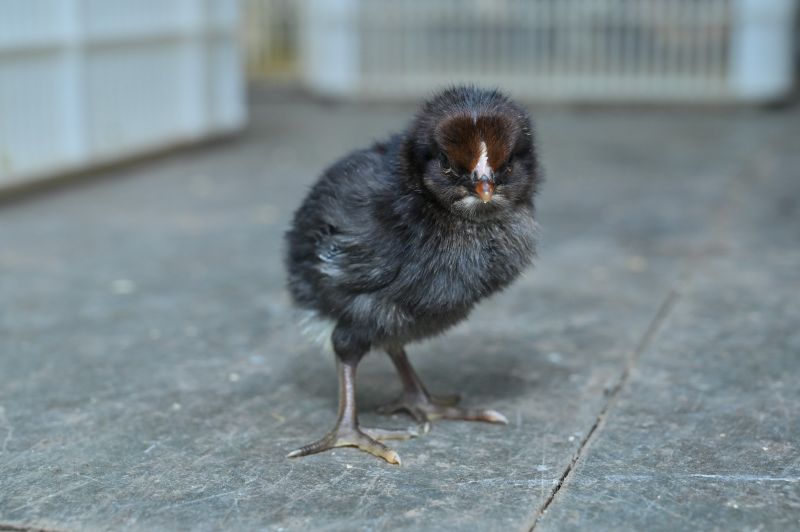 1 Day Old Black Australorp Chick