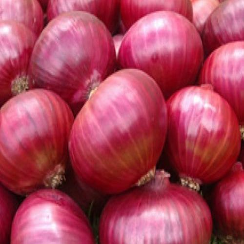 Fresh Pink Onion