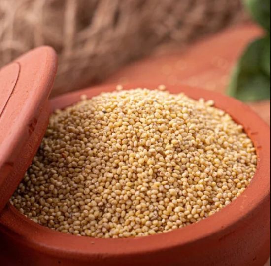 Indian Pearl Millet