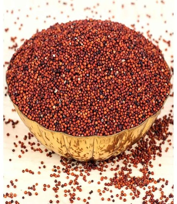 Red Sorghum Seeds