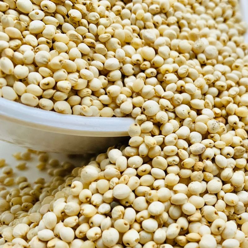 White Sorghum Seeds