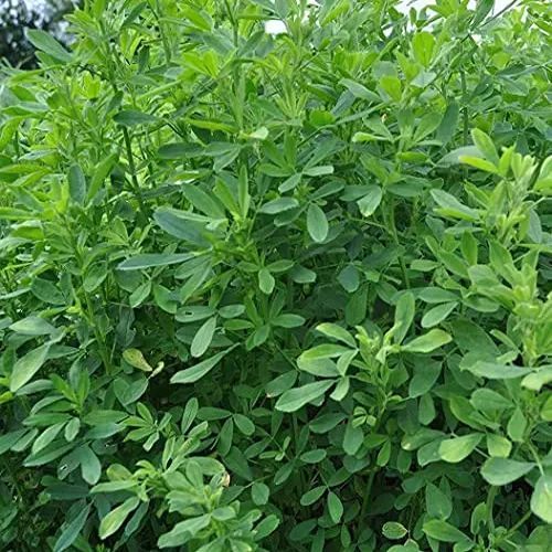 Berseem Grass Fodder