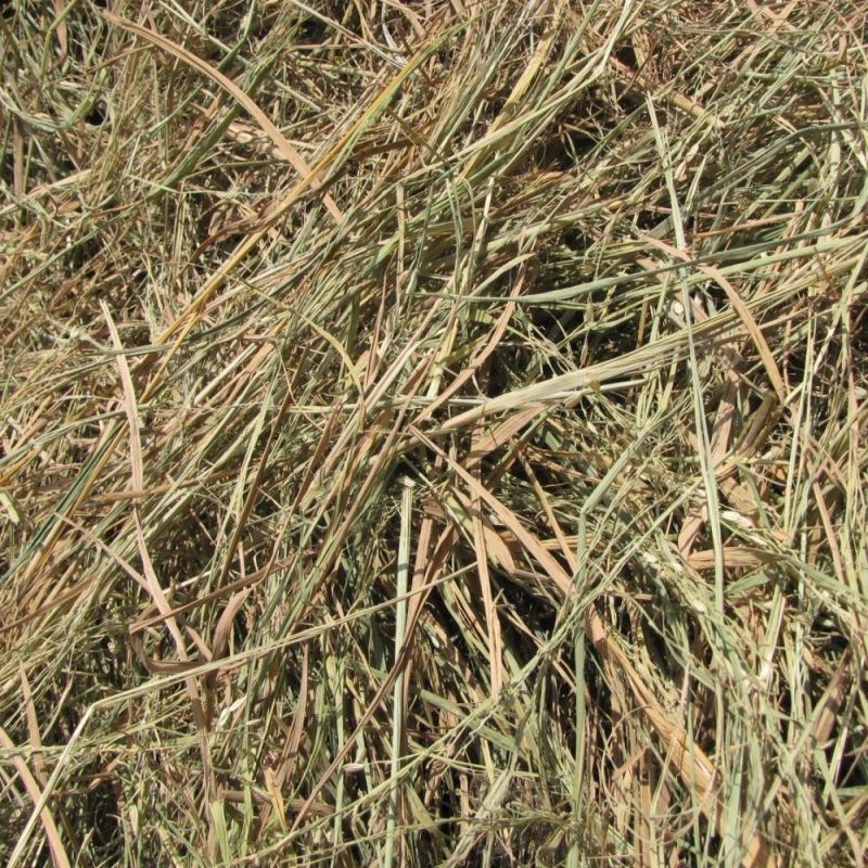 Dry Straw Fodder