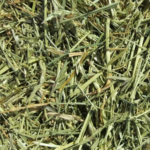 Hay Grass Fodder