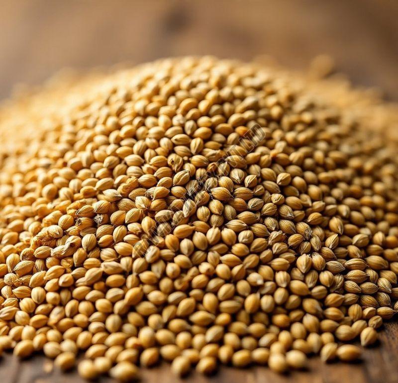 Foxtail Millet