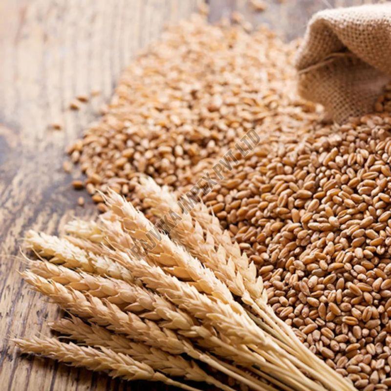 Hybrid Wheat Seeds