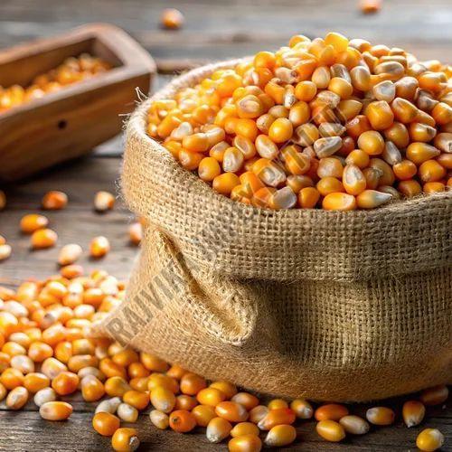 Yellow Maize