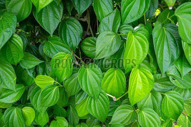 Fresh Betel Leaves