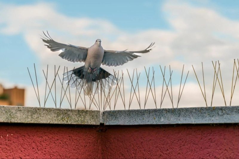 Bird Spike Installation Service