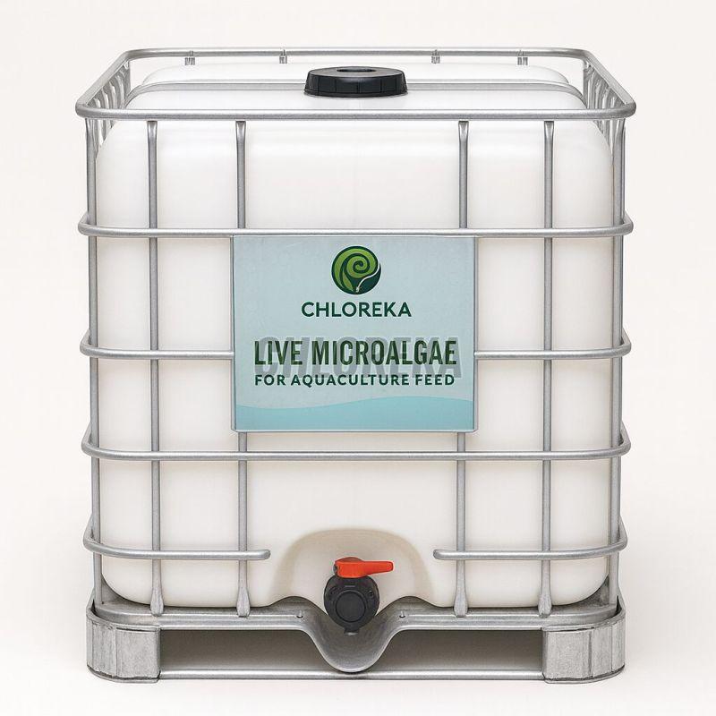 Aquaculture Live Green Microalgae Feed