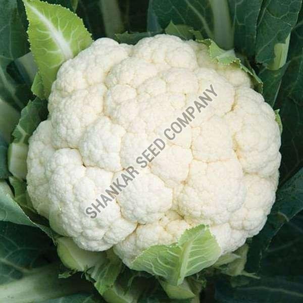 F1 Hybrid Cauliflower Seeds