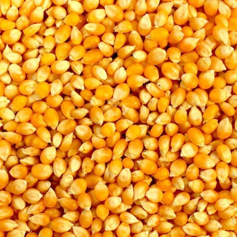 Natural Yellow Maize