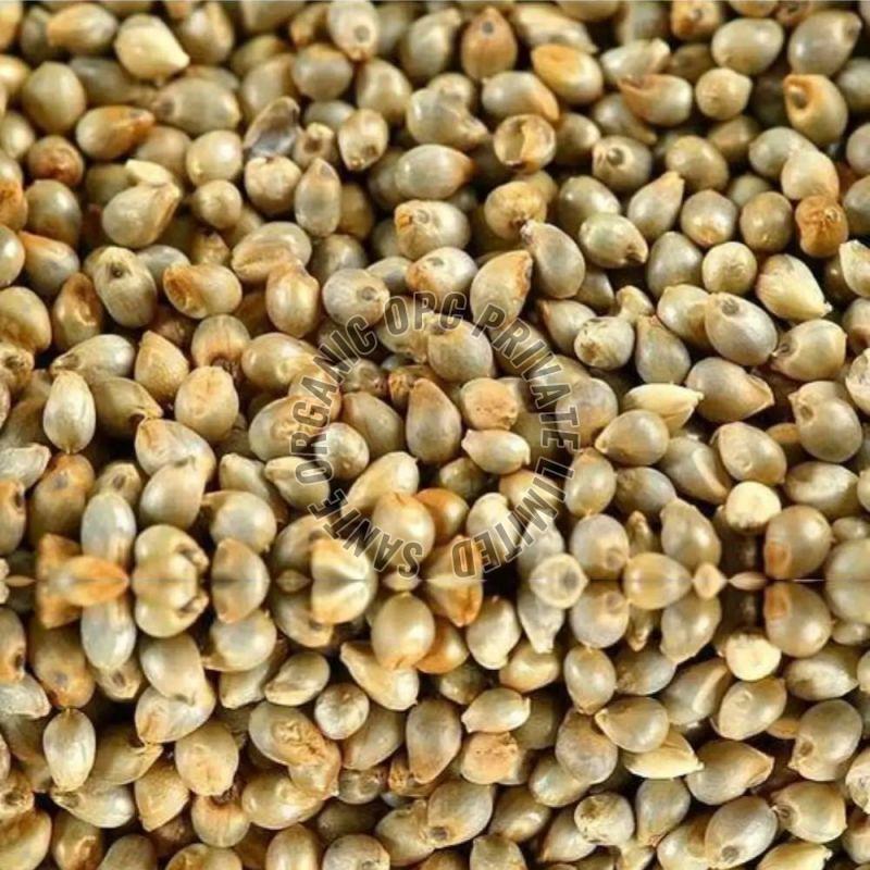 Pearl Millet