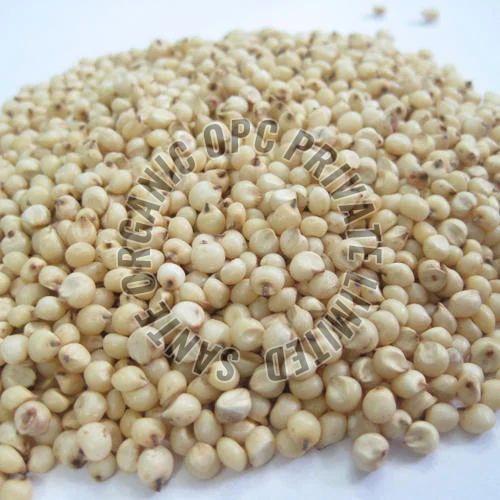 Sorghum Seeds
