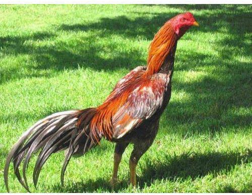 Live Broiler Chicken