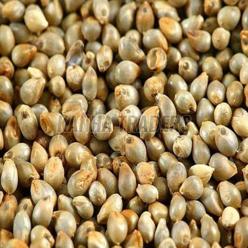Millets Seeds