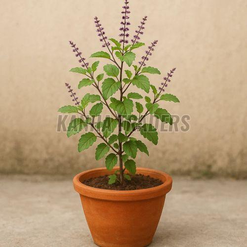 Tulsi Plant