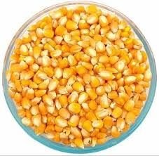 Corn Dried Distiller Grain