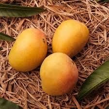 Premium Export Quality Alphonso Mango