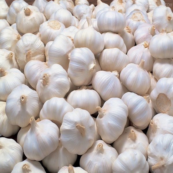 Fresh Natural Garlic