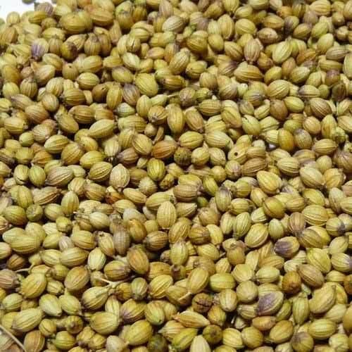 Raw Coriander Seeds