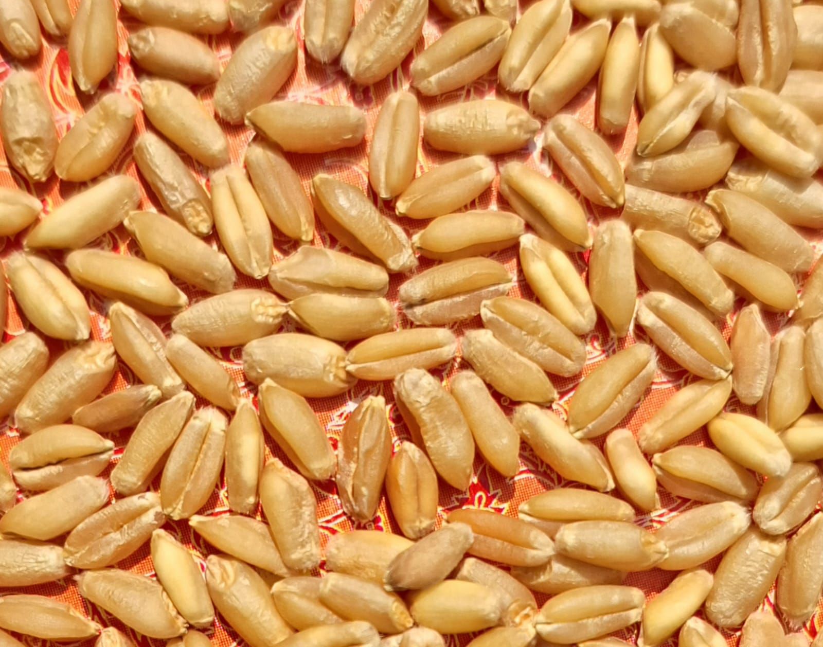 Whole Grains & Pulses