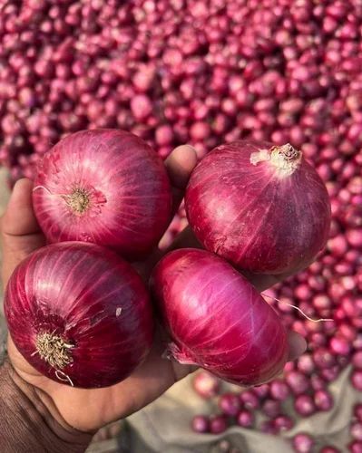 Fresh Nashik Red Onion