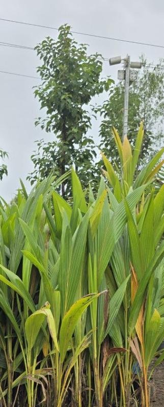 Bona Coconut Plant