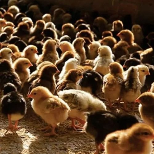 Live Chicks