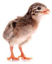 Live Guinea Chick