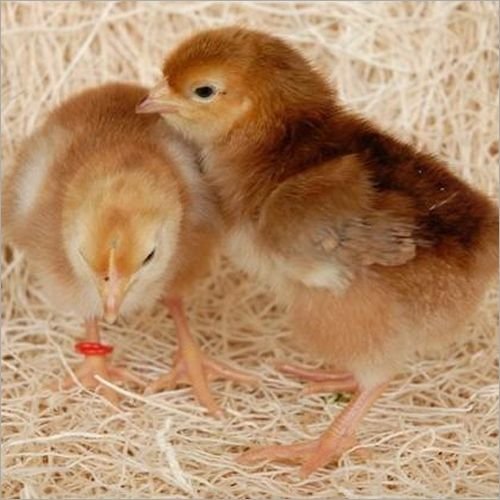 Live Sonali Chick